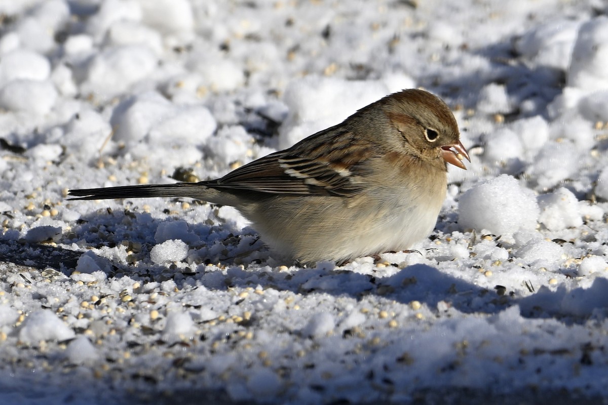 Field Sparrow - ML646922591