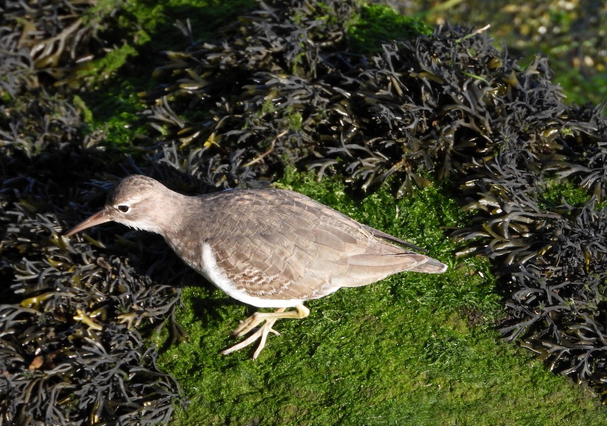 Spotted Sandpiper - ML646922593
