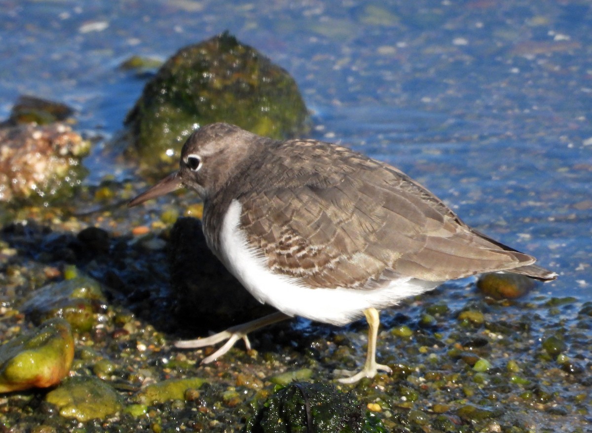 Spotted Sandpiper - ML646922594