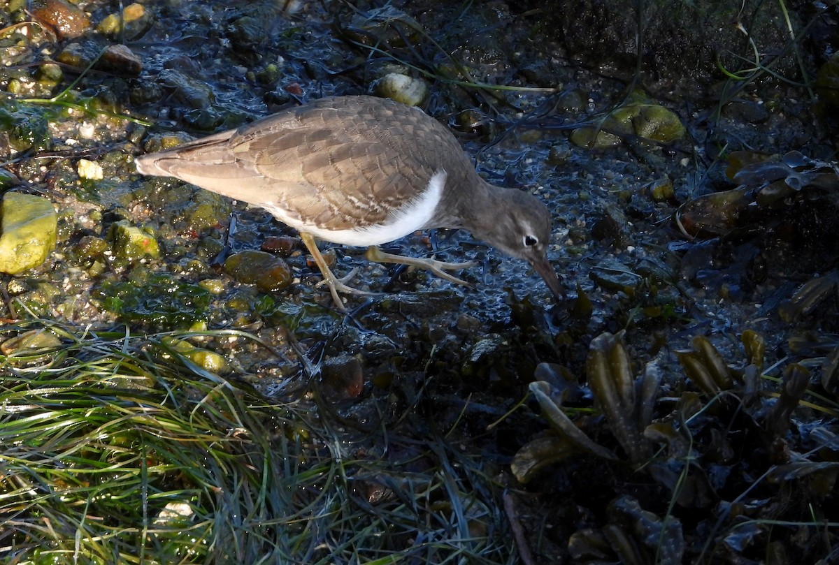 Spotted Sandpiper - ML646922595