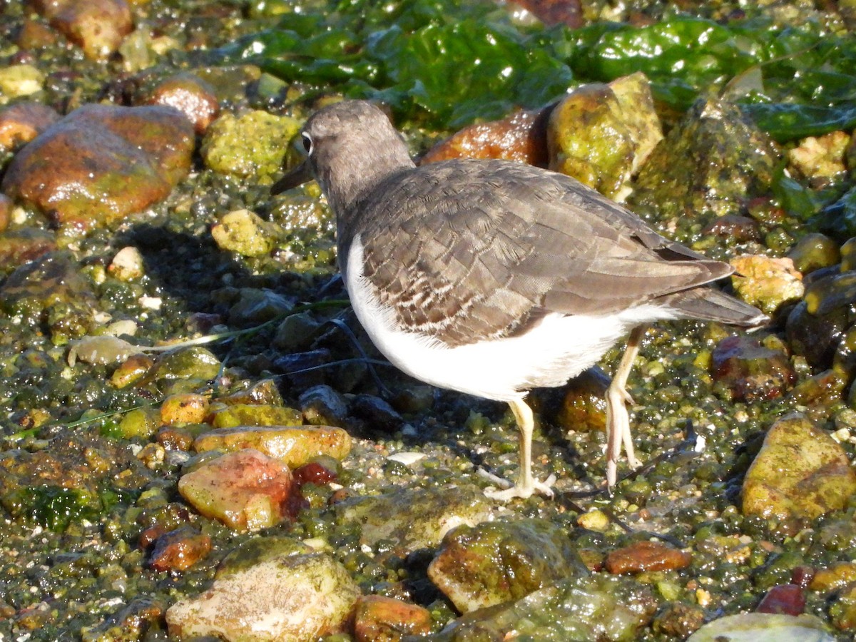 Spotted Sandpiper - ML646922596