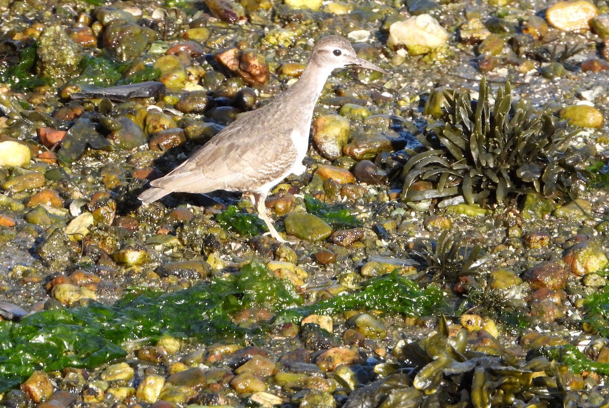 Spotted Sandpiper - ML646922597