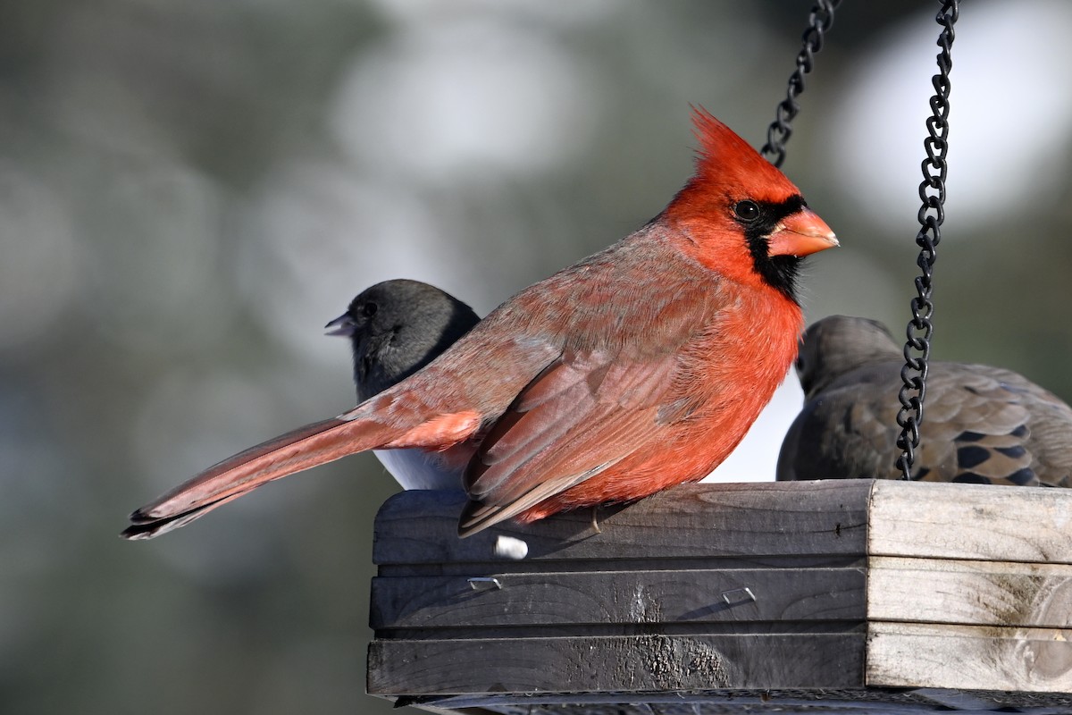 Northern Cardinal - ML646922600