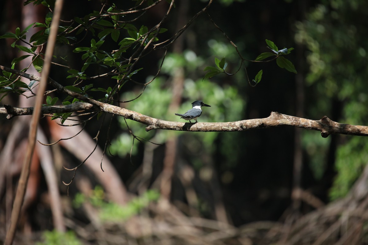 rybařík pruhoprsý - ML646922605