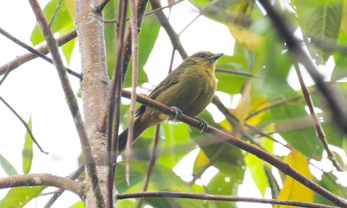 Oleaginous Hemispingus - ML646922611