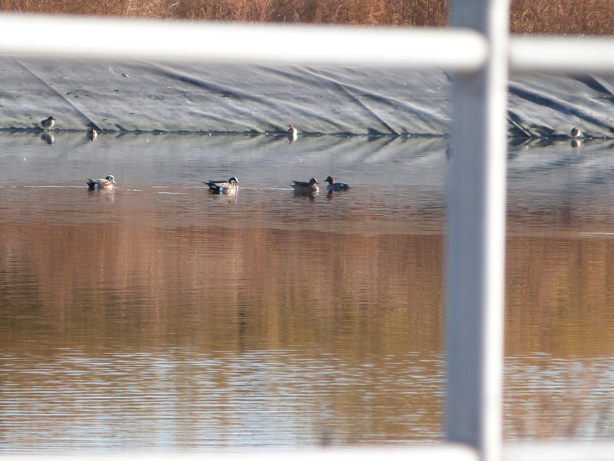 Alzavola - ML646922612