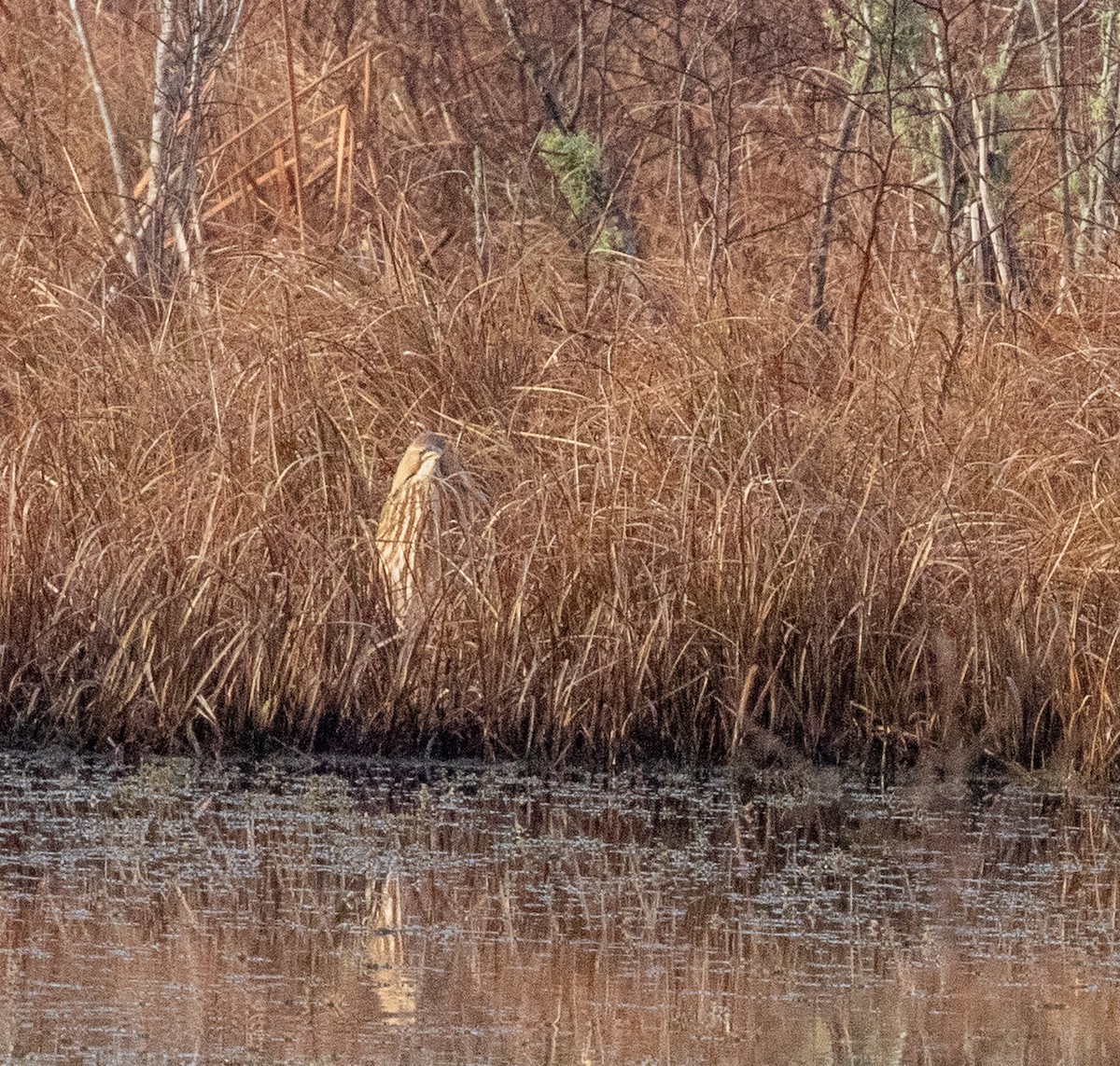 American Bittern - ML646922617