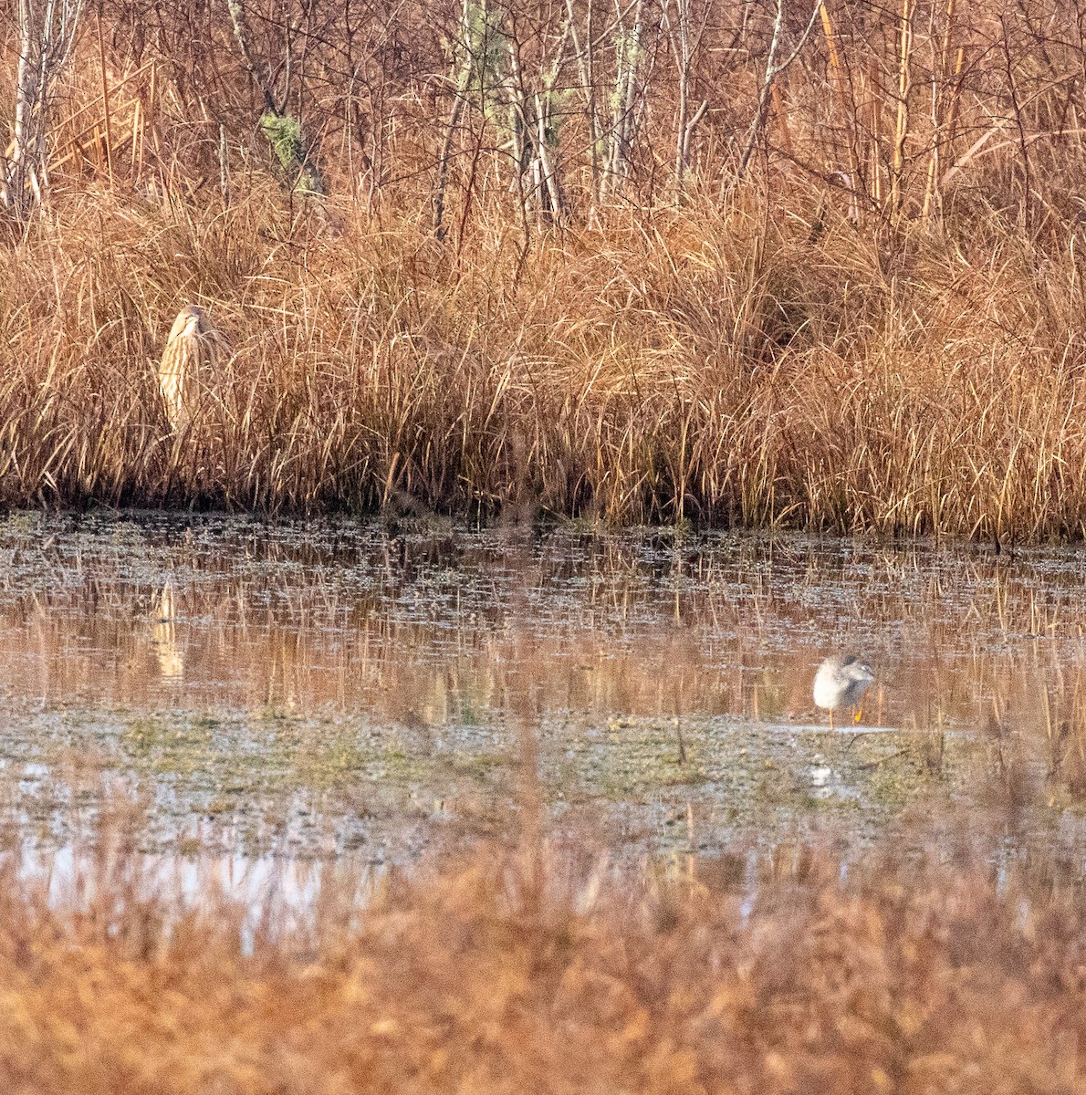 American Bittern - ML646922618