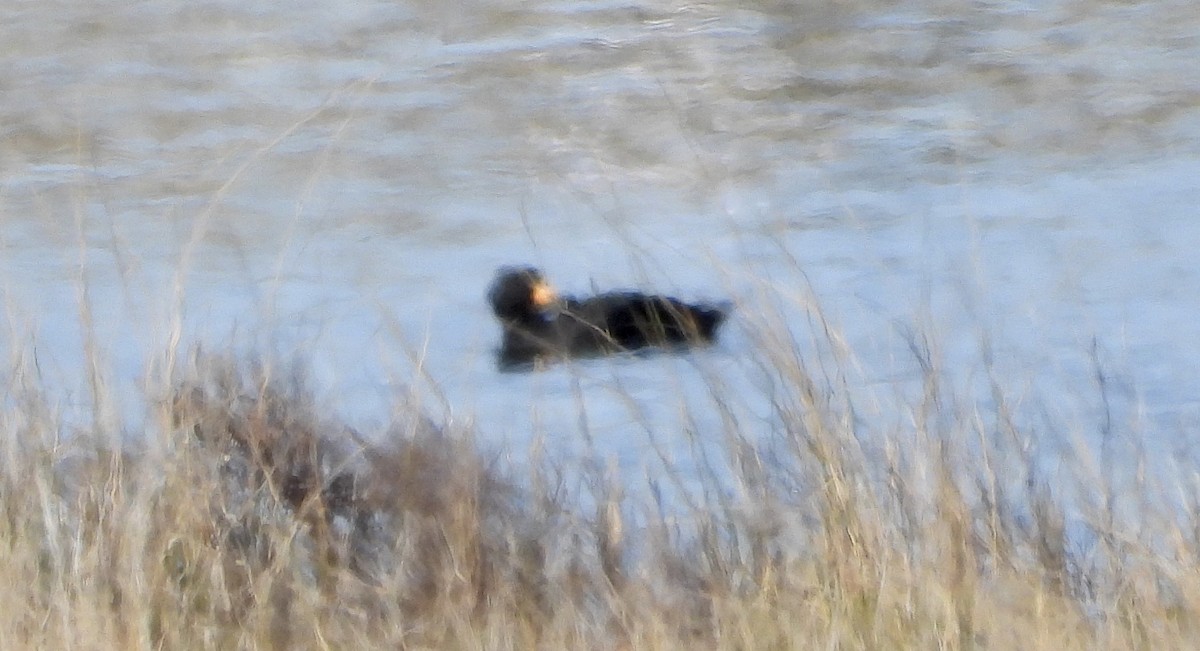 Синьга американська - ML646922619