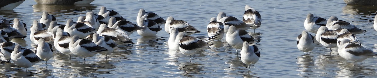 Чоботар американський - ML646922620