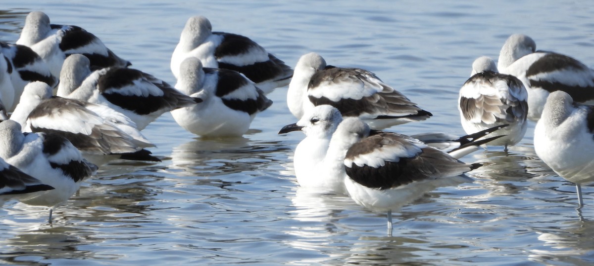 Мартин карибський - ML646922621