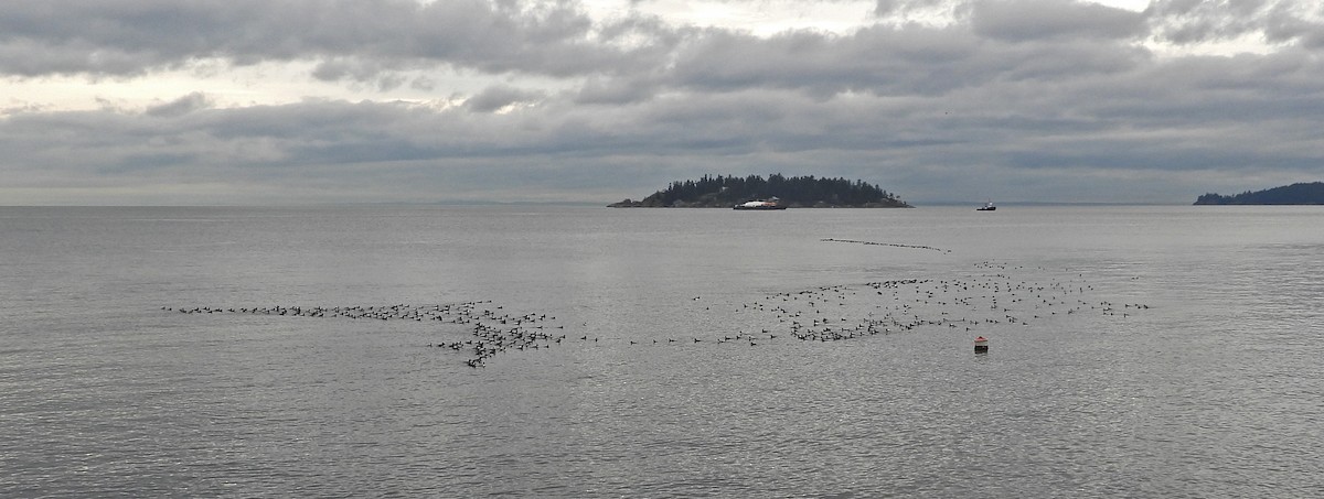 tanımsız ördek (Anatinae sp.) - ML646922646