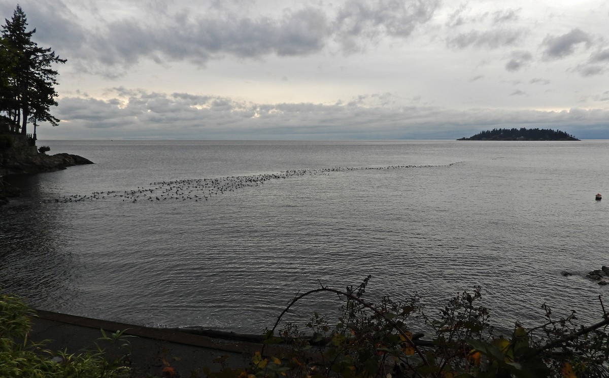 tanımsız ördek (Anatinae sp.) - ML646922647