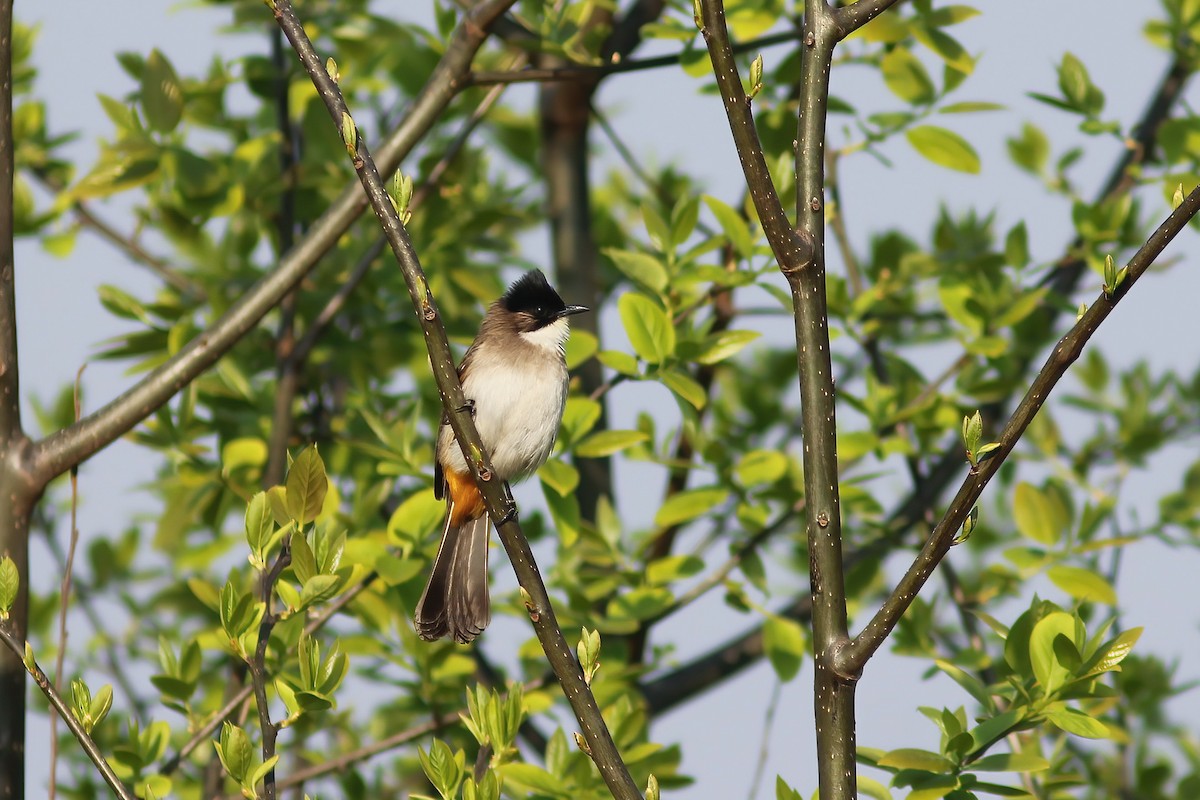Brown-breasted Bulbul - ML646922651