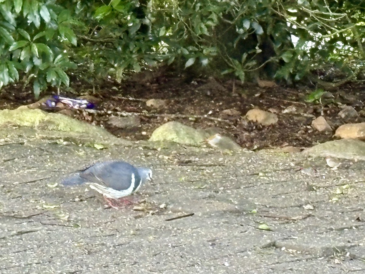 Bar-shouldered Dove - ML646922653