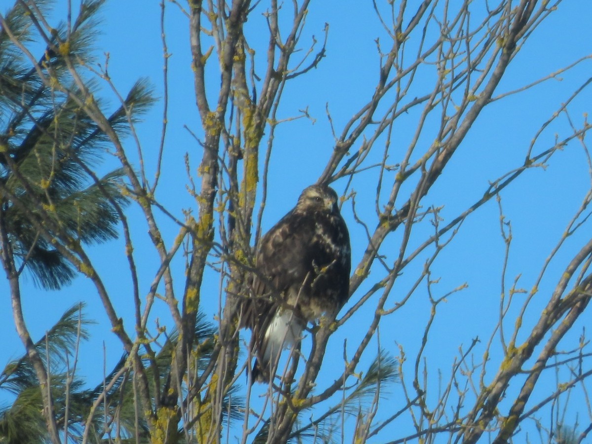 Rough-legged Hawk - ML646922659