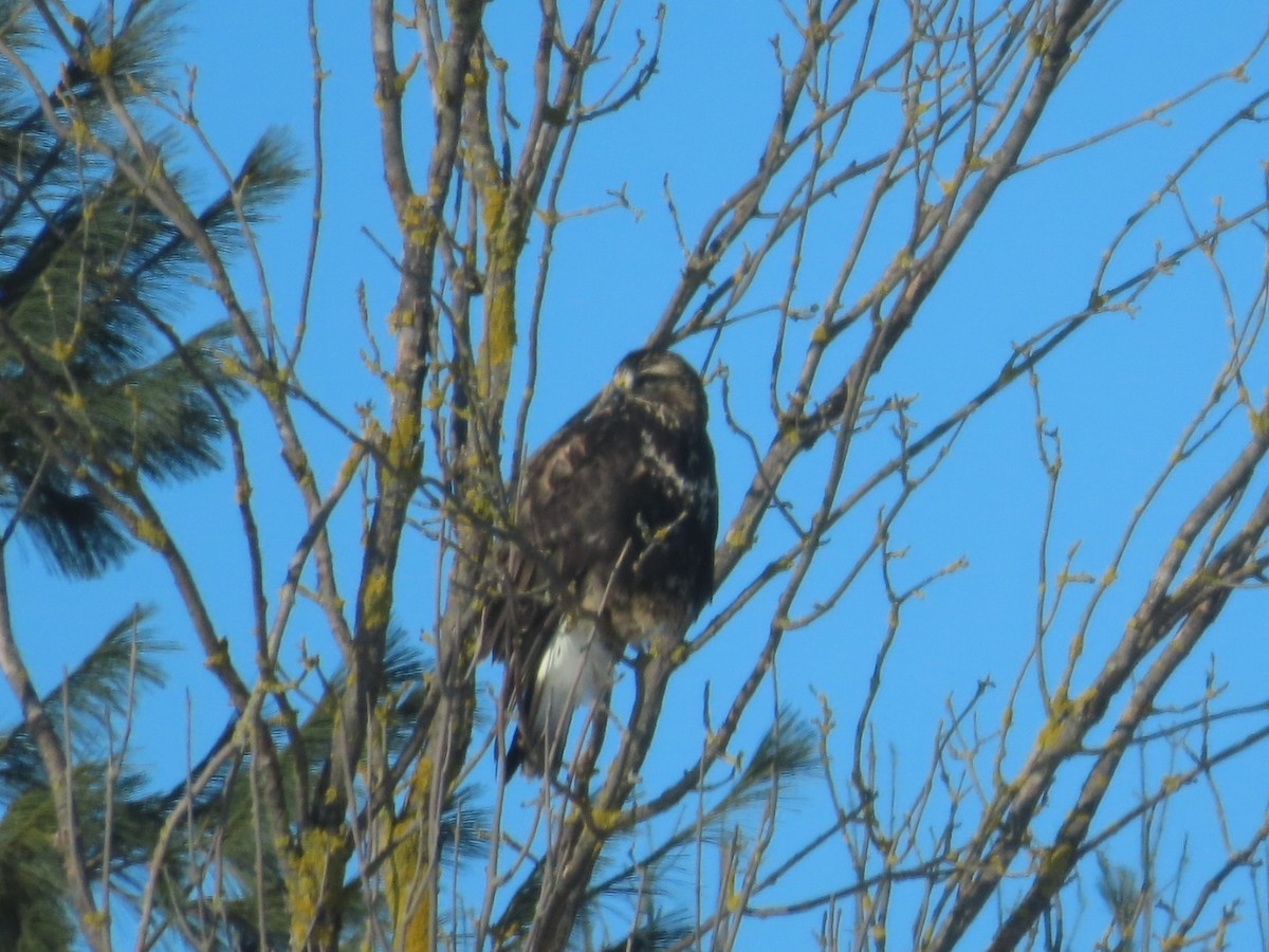 Rough-legged Hawk - ML646922660