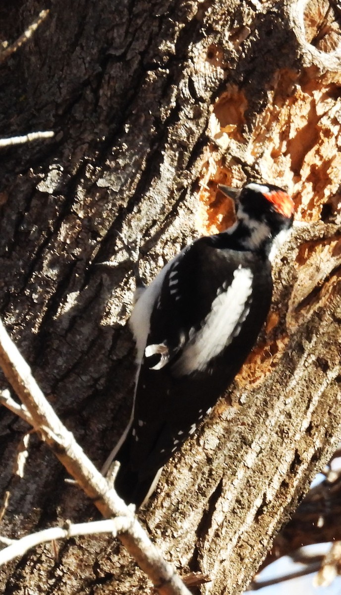 Downy Woodpecker - ML646922661
