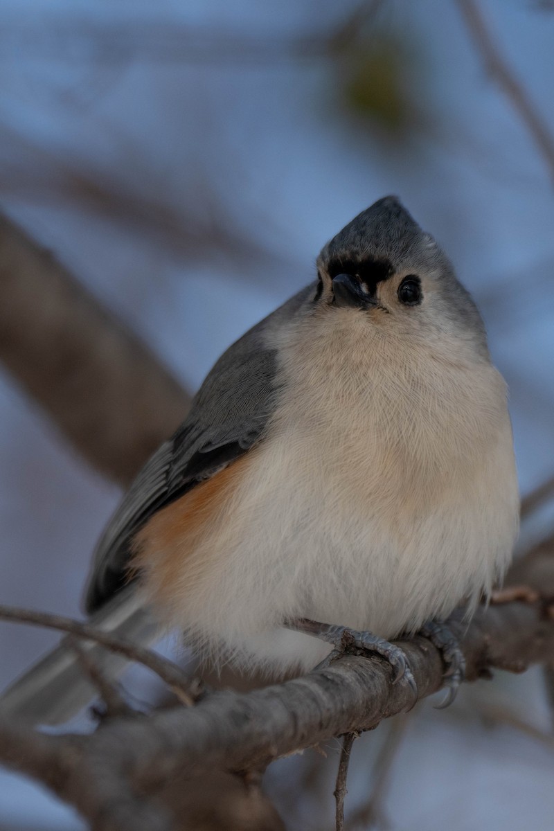 Herrerillo Bicolor - ML646922664
