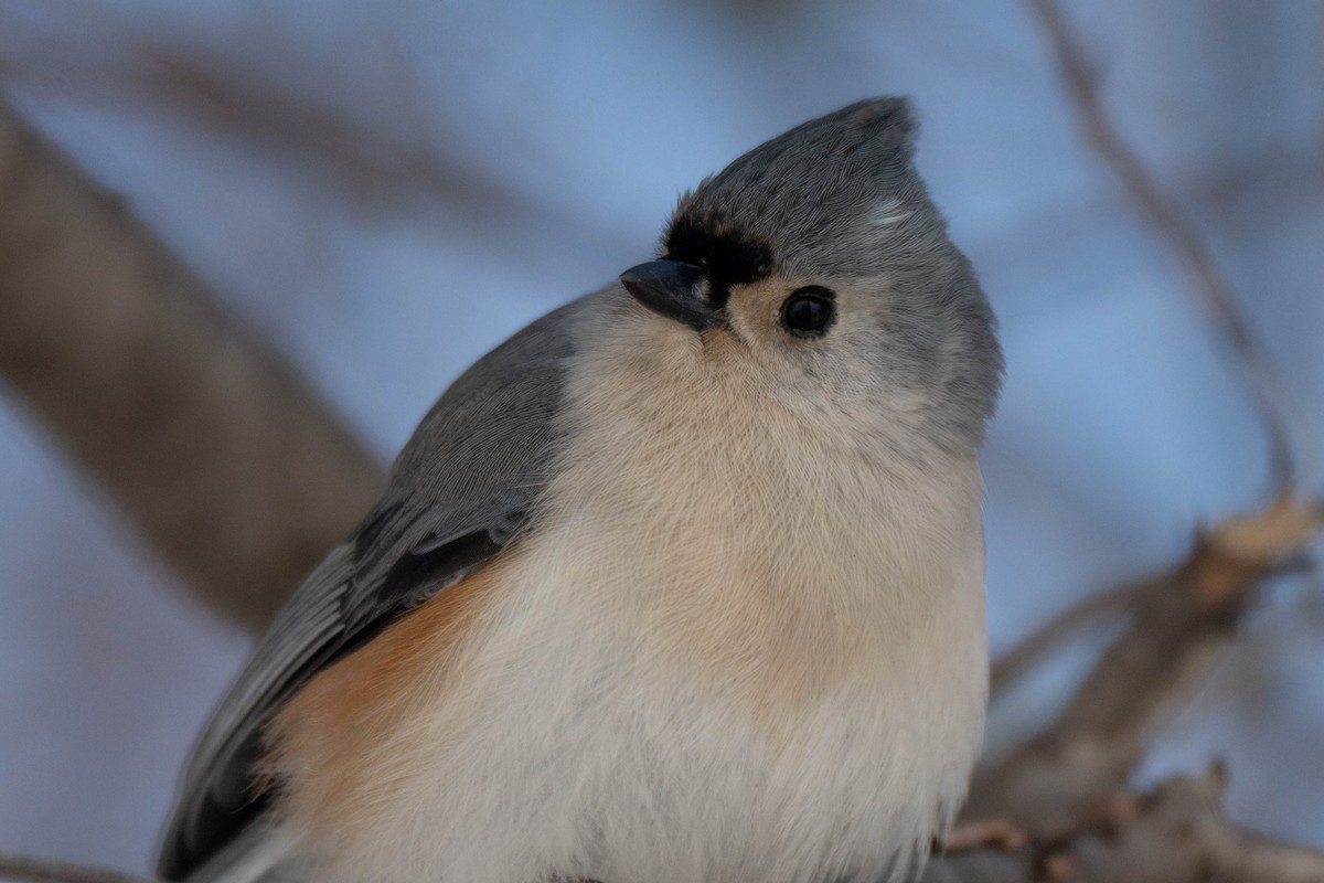 Herrerillo Bicolor - ML646922665
