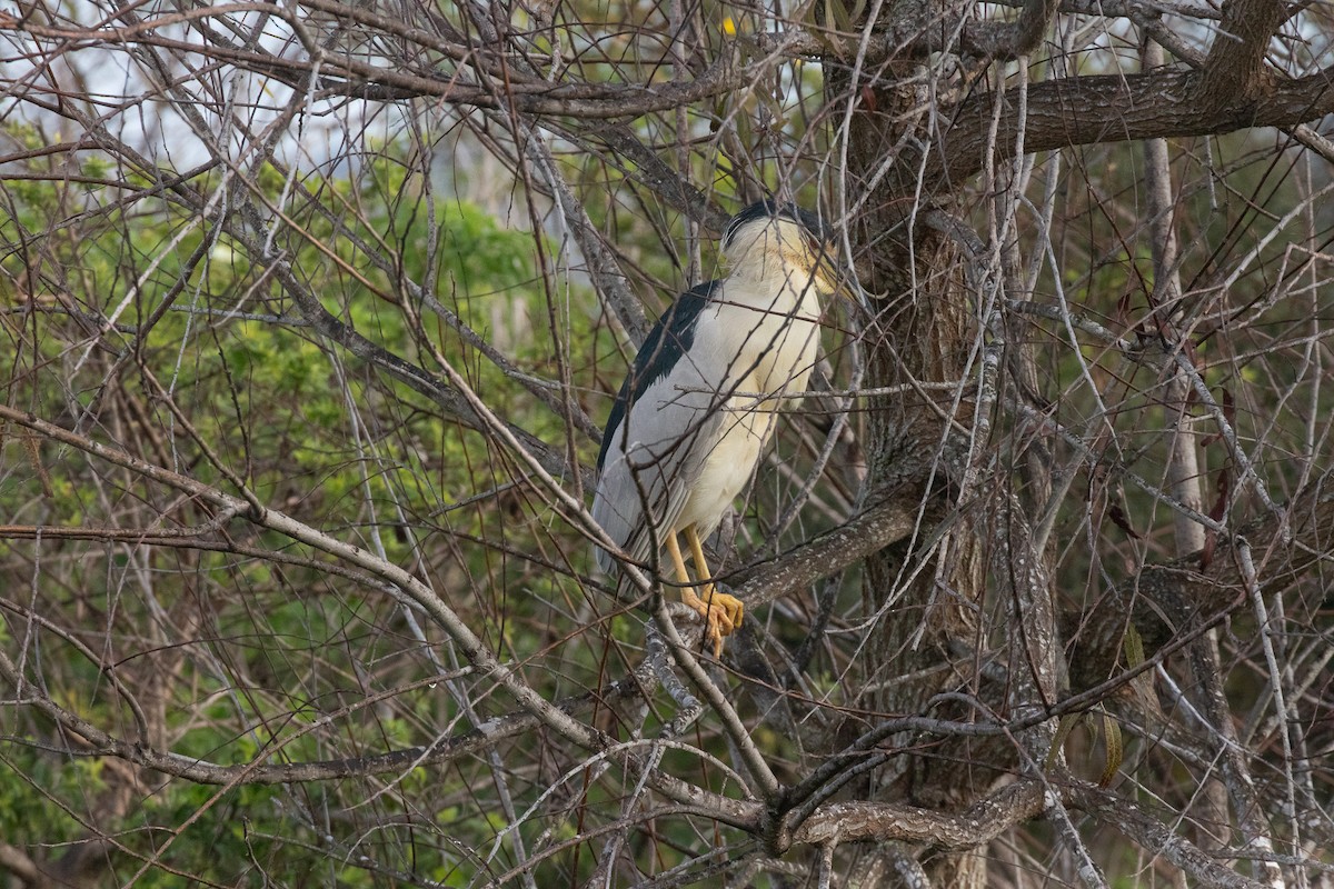 Кваква - ML646922667