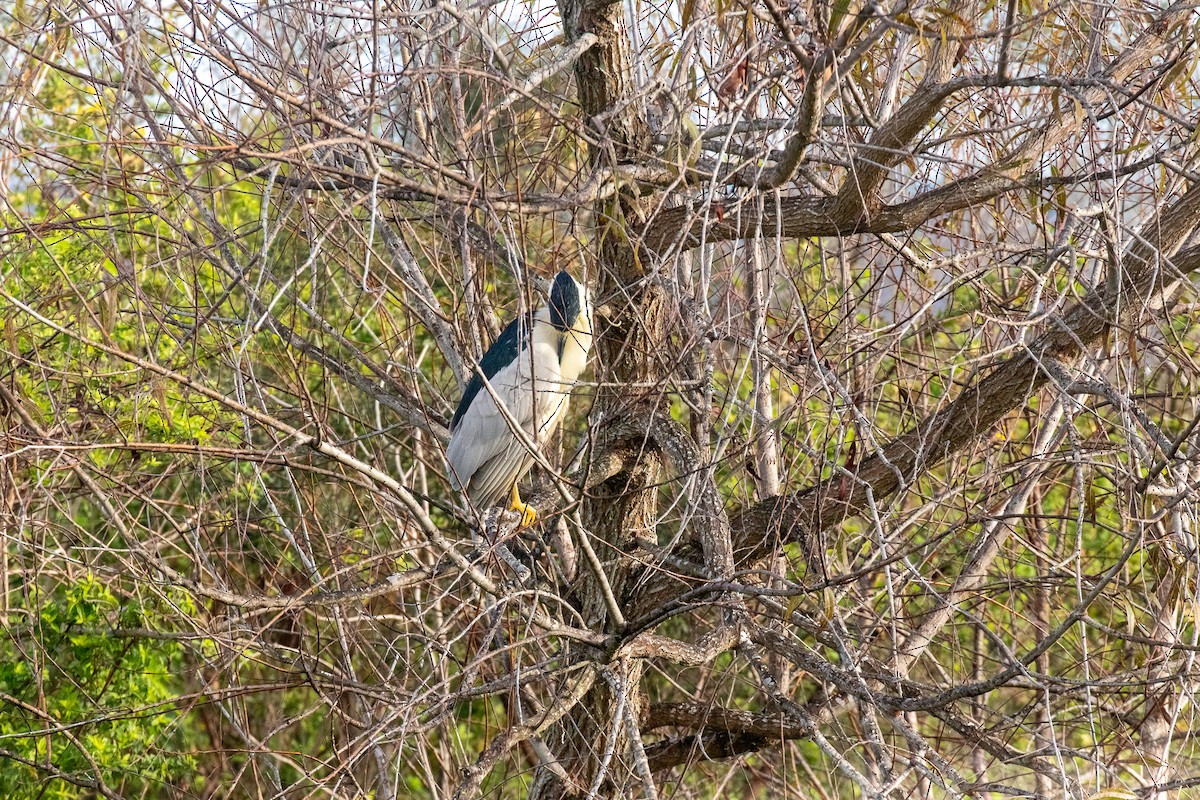 Кваква - ML646922669