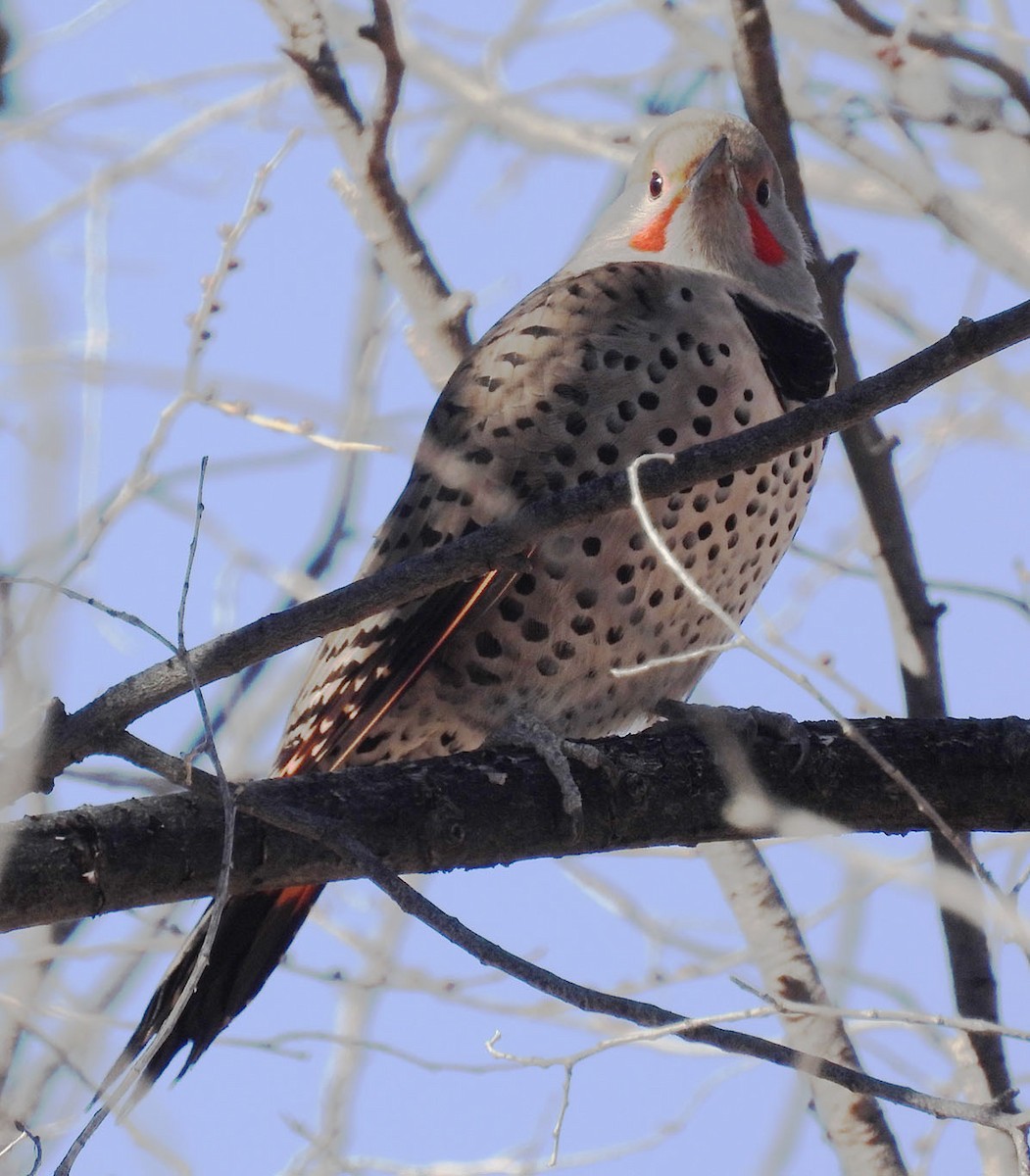 Northern Flicker - ML646922676
