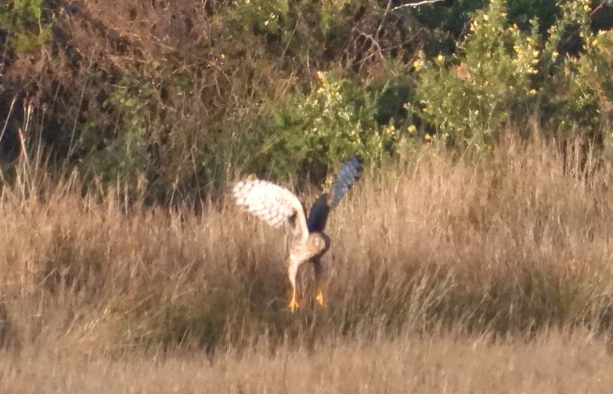 Саарал хулд - ML646922679