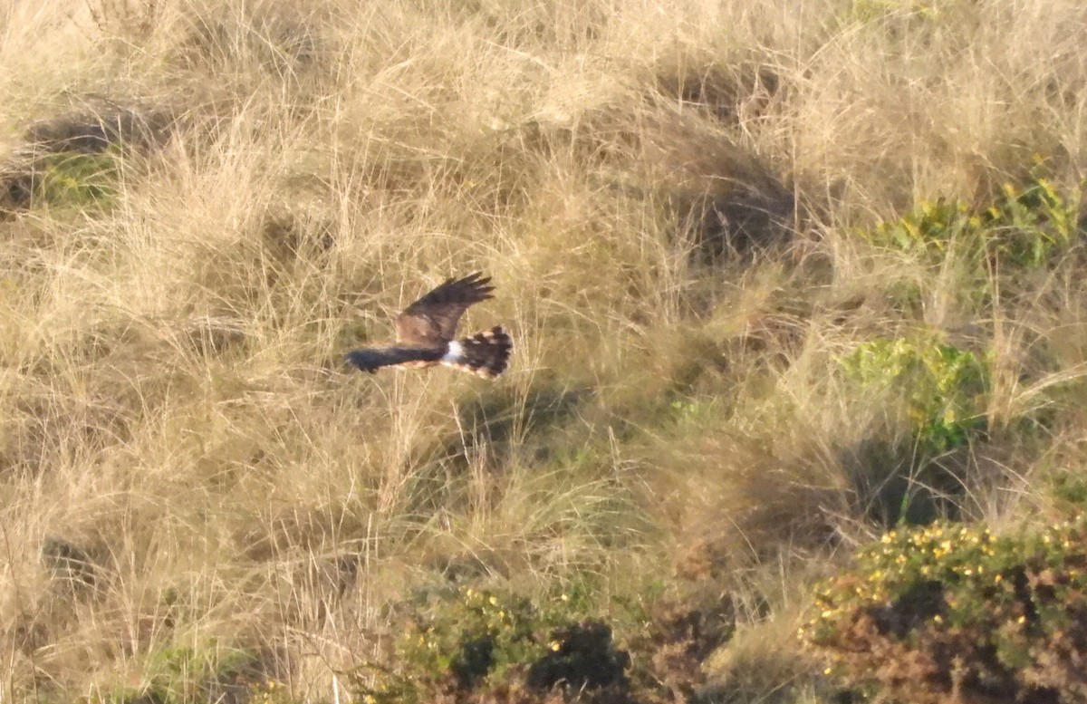 Саарал хулд - ML646922680