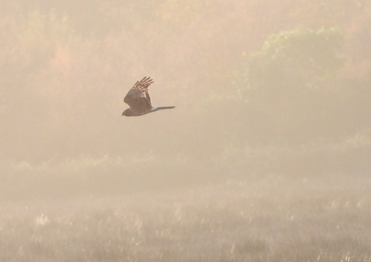 Саарал хулд - ML646922681