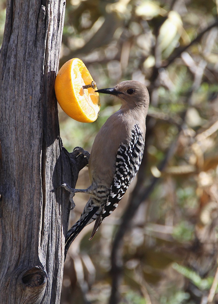 Carpintero de Gila - ML646922682