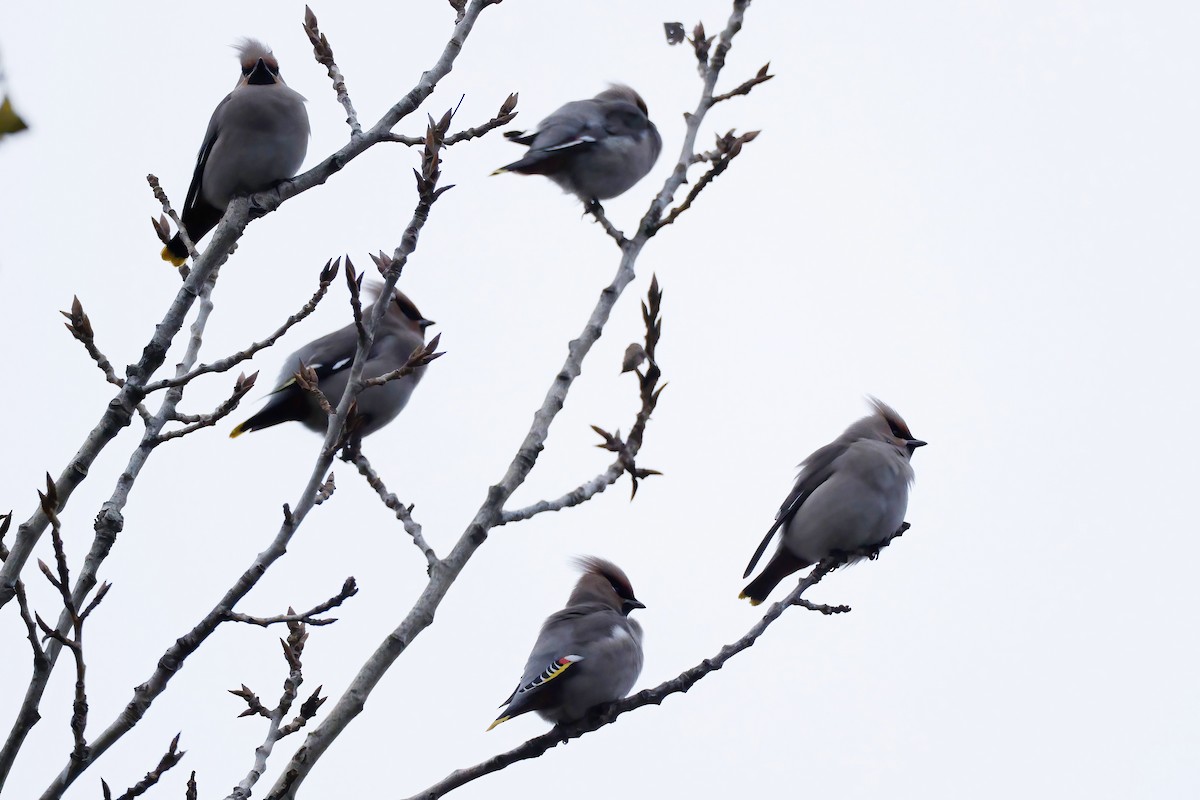 Ampelis Europeo - ML646922685