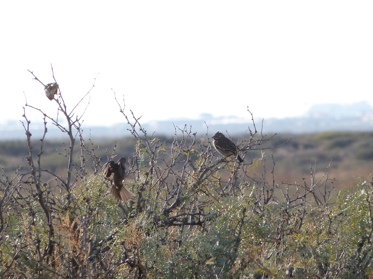 Lark Bunting - ML646922686