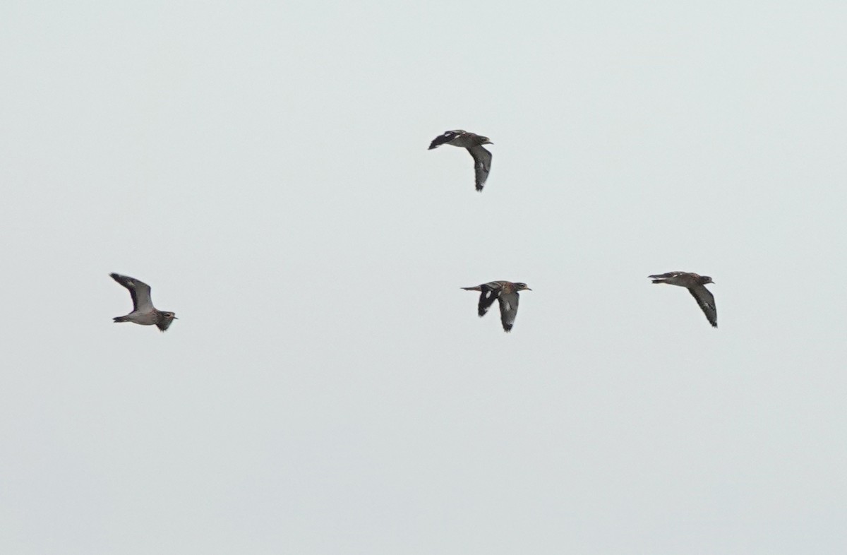 Eurasian Thick-knee - ML646922687