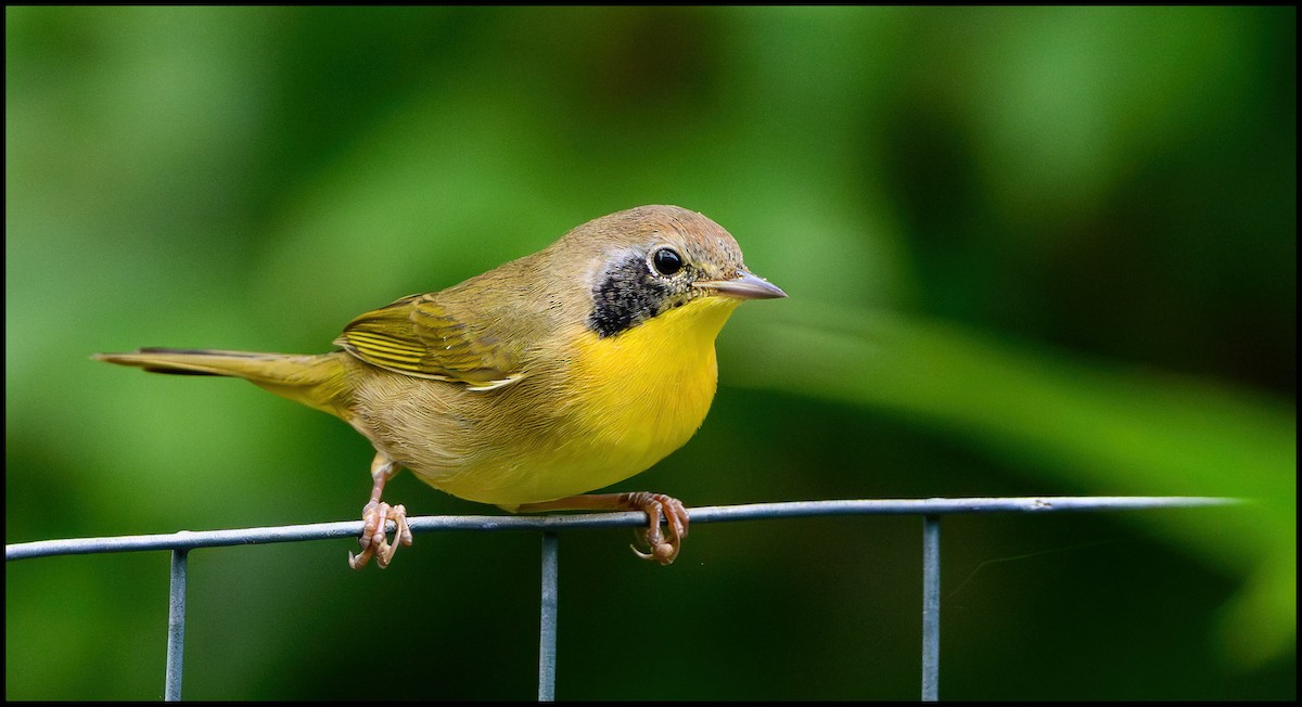 Жовтогорлик північний - ML646922691