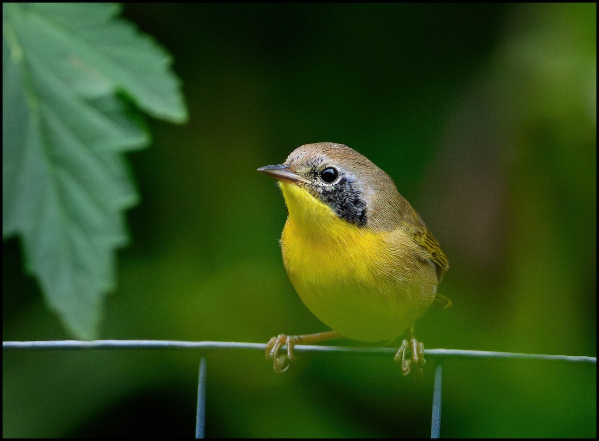 Жовтогорлик північний - ML646922692