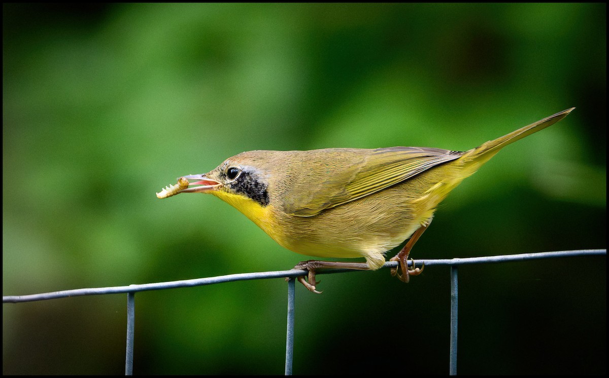 Жовтогорлик північний - ML646922693