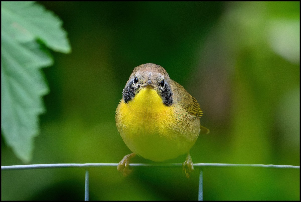 Жовтогорлик північний - ML646922694