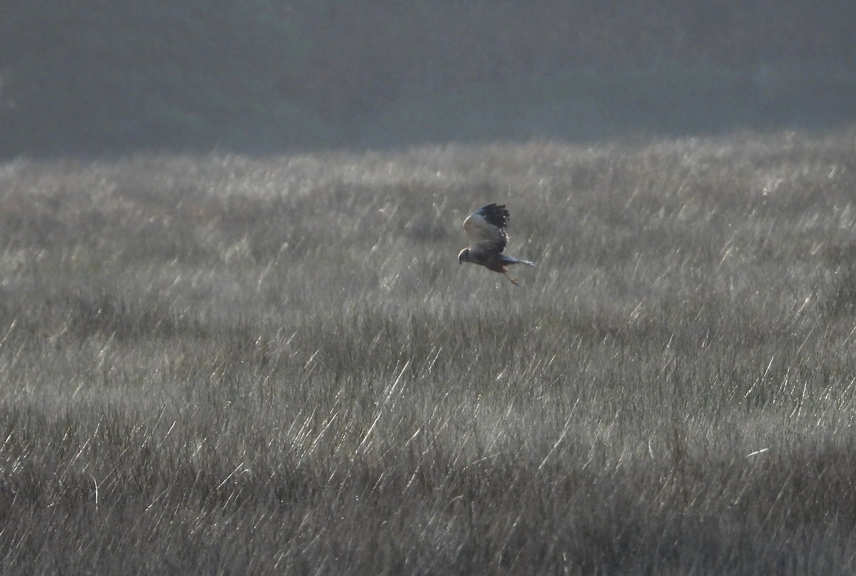 Намгийн хулд - ML646922695