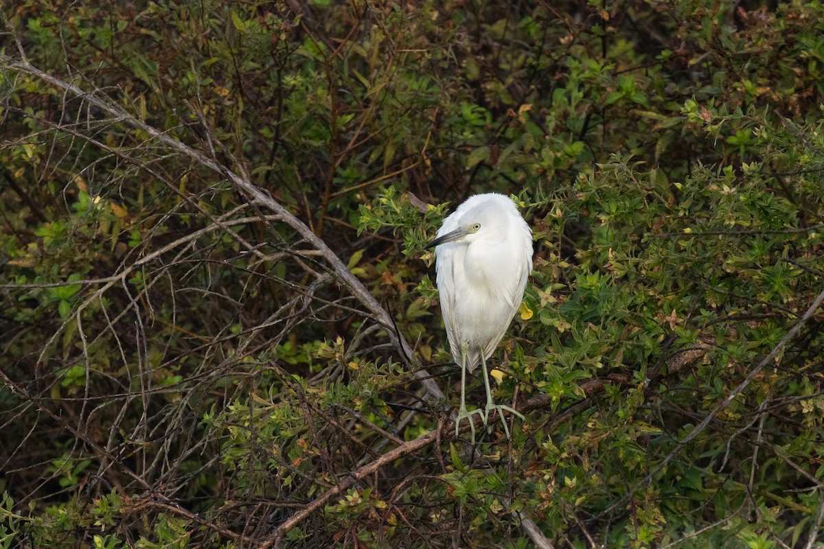 Малая голубая цапля - ML646922701