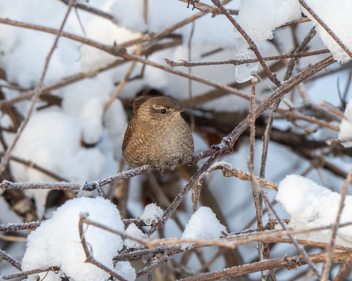 Winter Wren - ML646922702