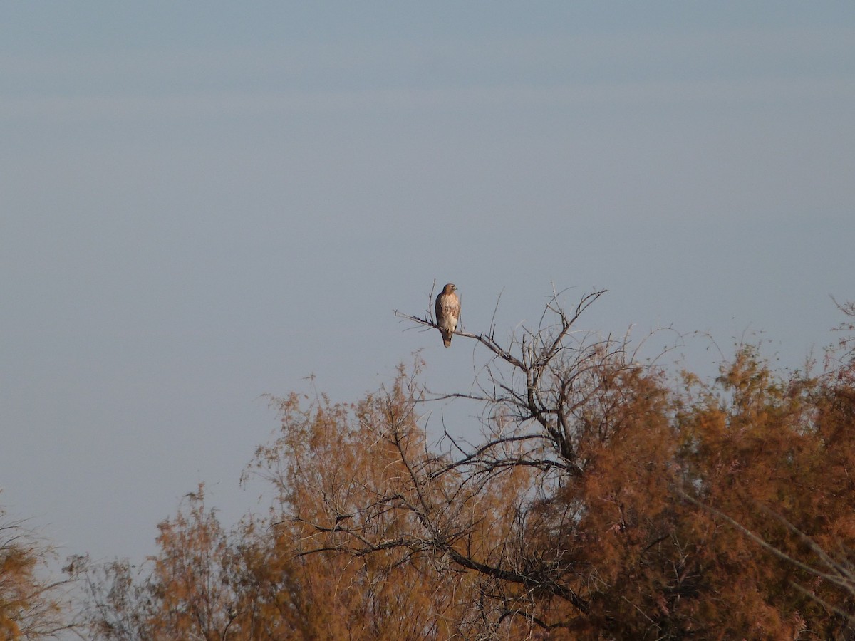 Poiana codarossa - ML646922705