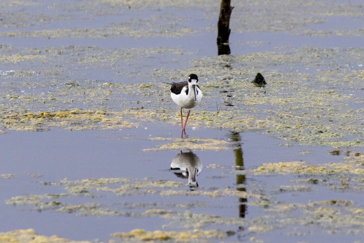 Американский ходулочник - ML646922708