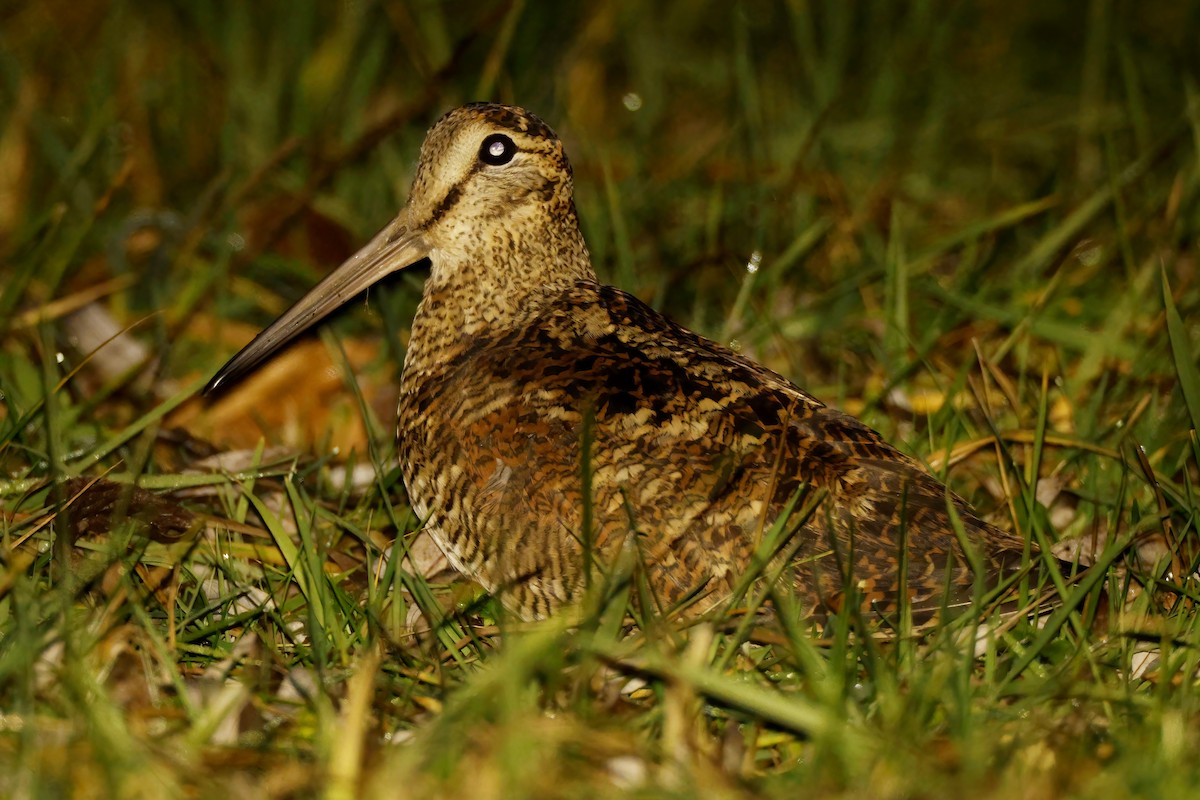 Eurasian Woodcock - ML646922710
