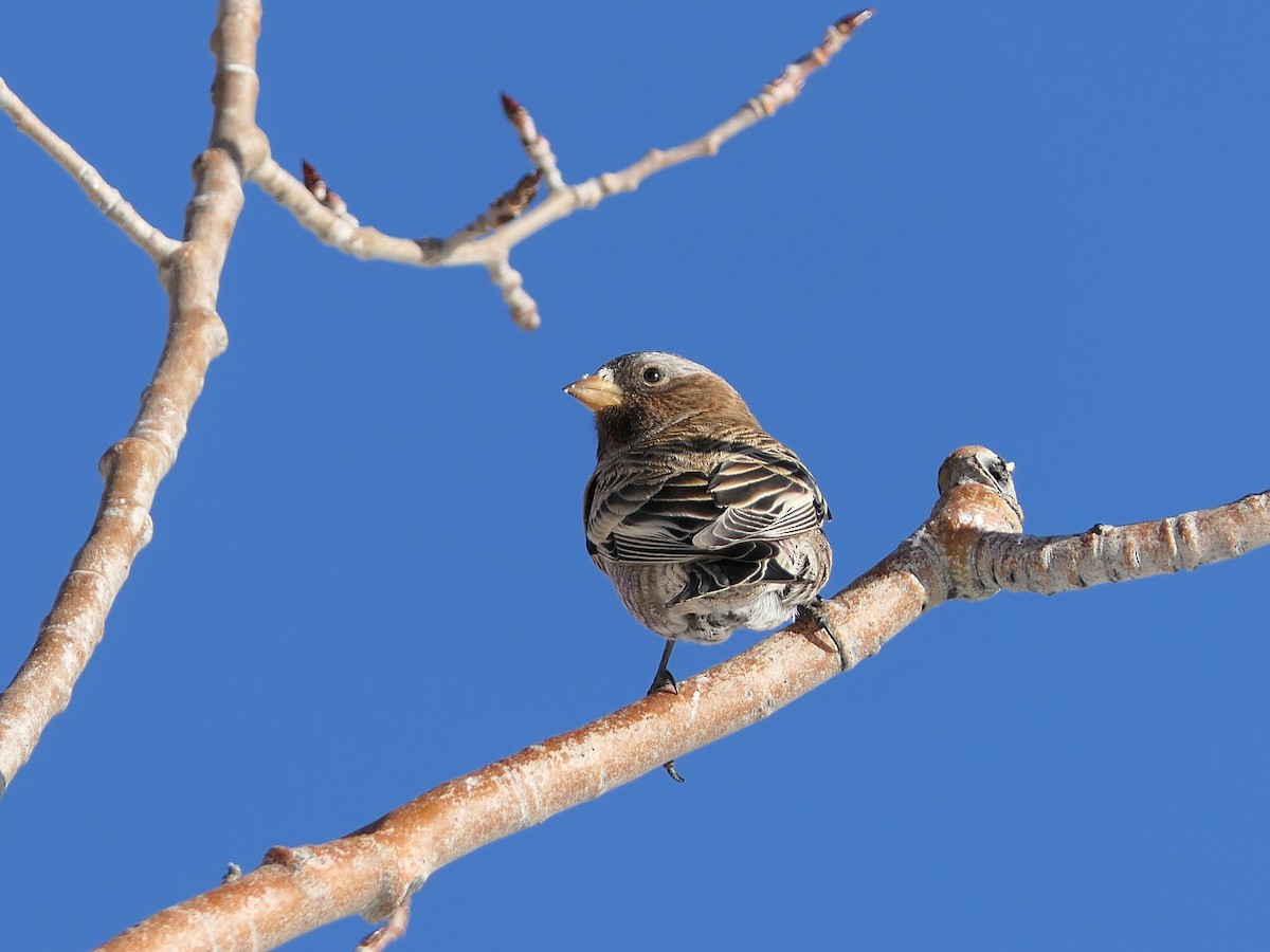 Gray-crowned Rosy-Finch - ML646922716