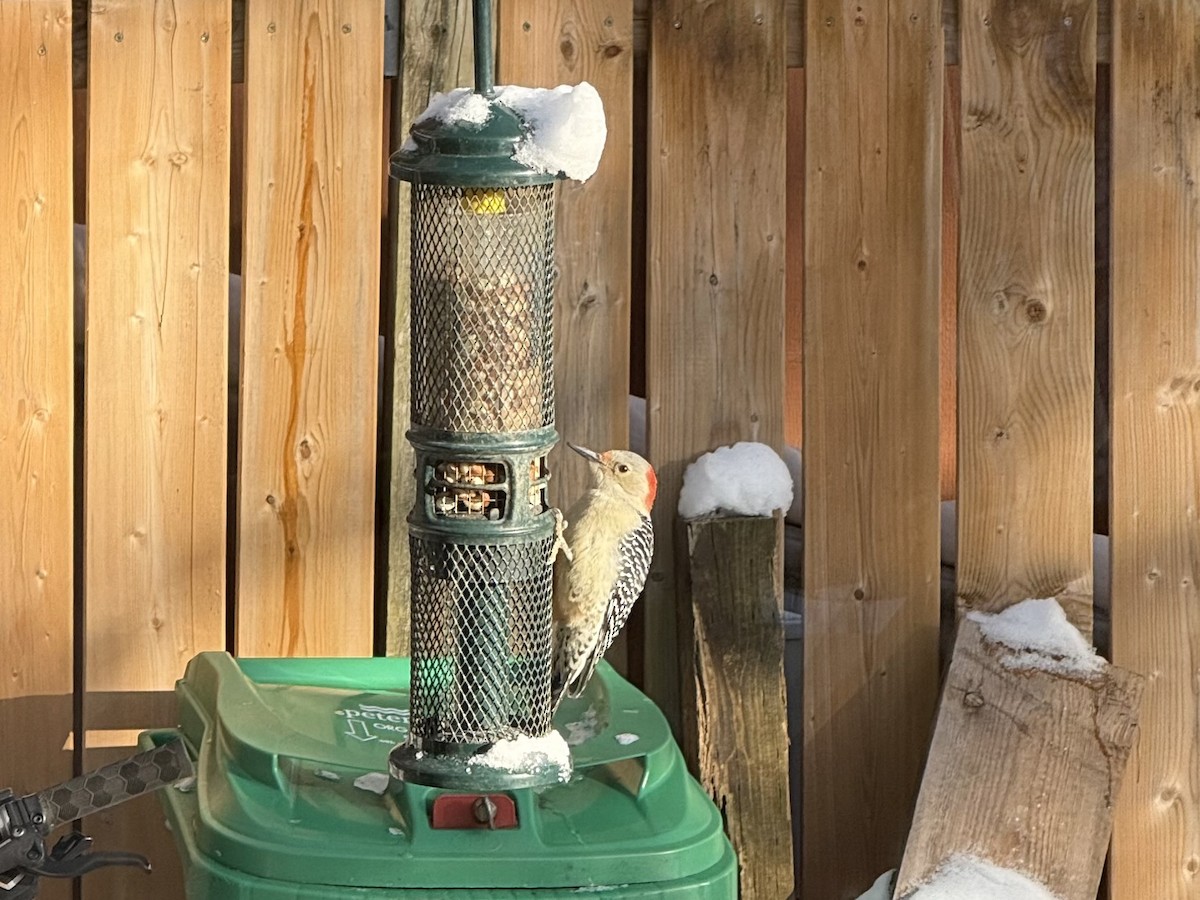 シマセゲラ - ML646922719