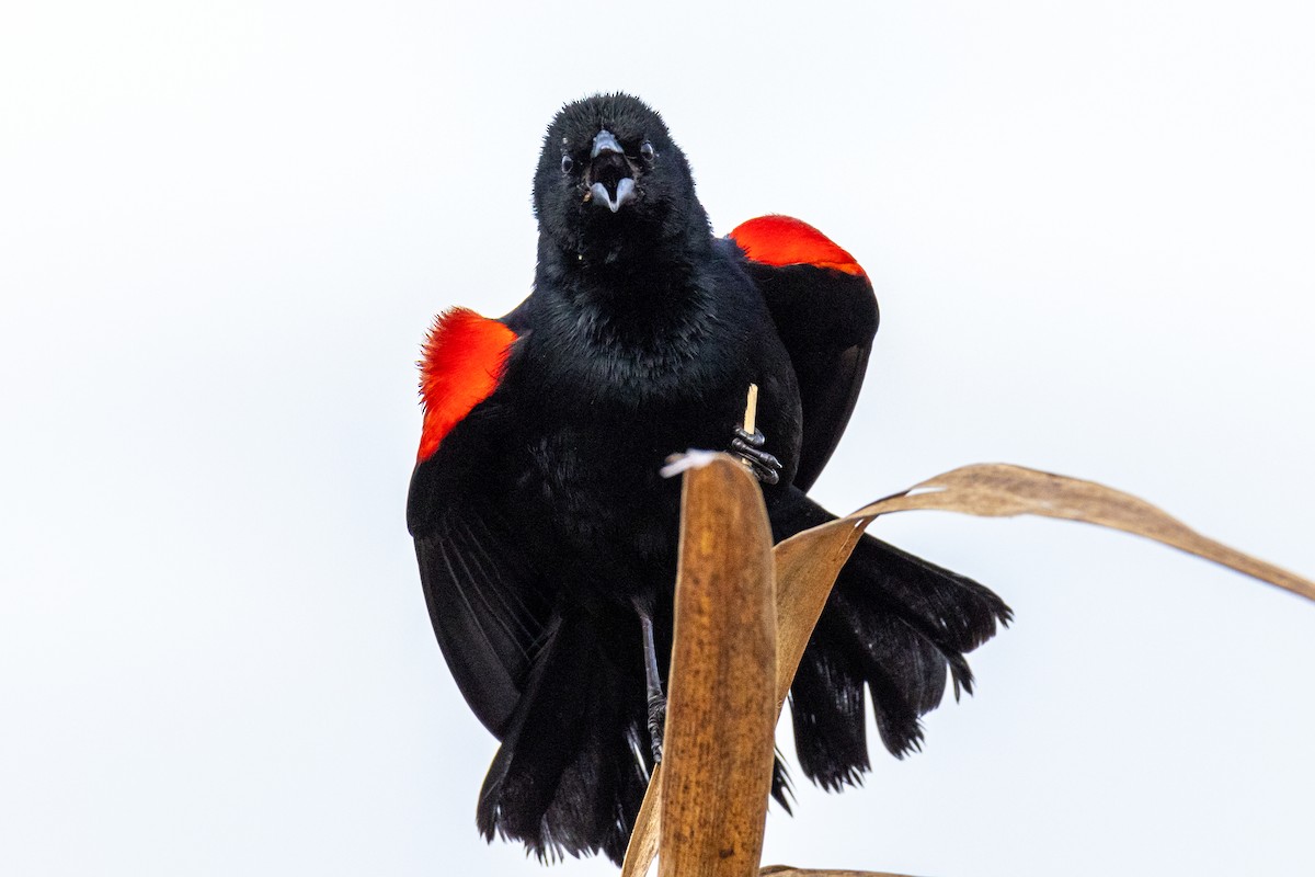 Красноплечий трупиал - ML646922727