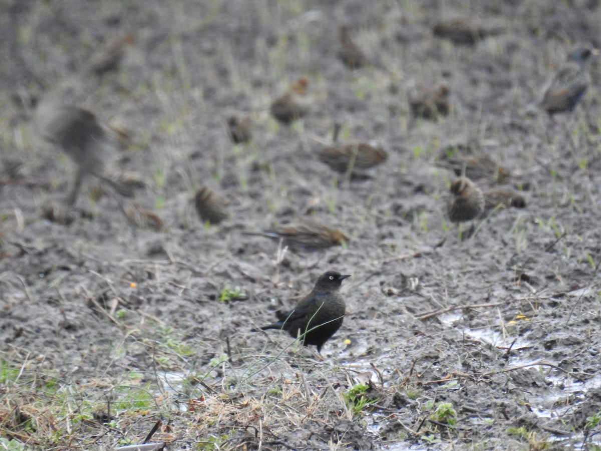 kanadatrupial - ML646922729