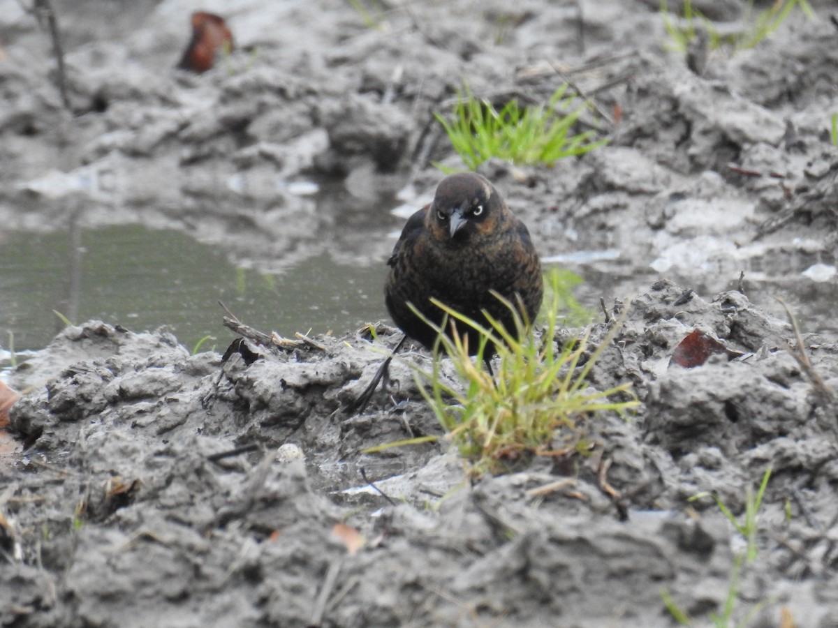 kanadatrupial - ML646922731