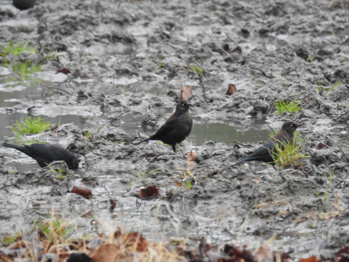 kanadatrupial - ML646922732